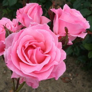 THE QUEEN ELIZABETH (floribunda)